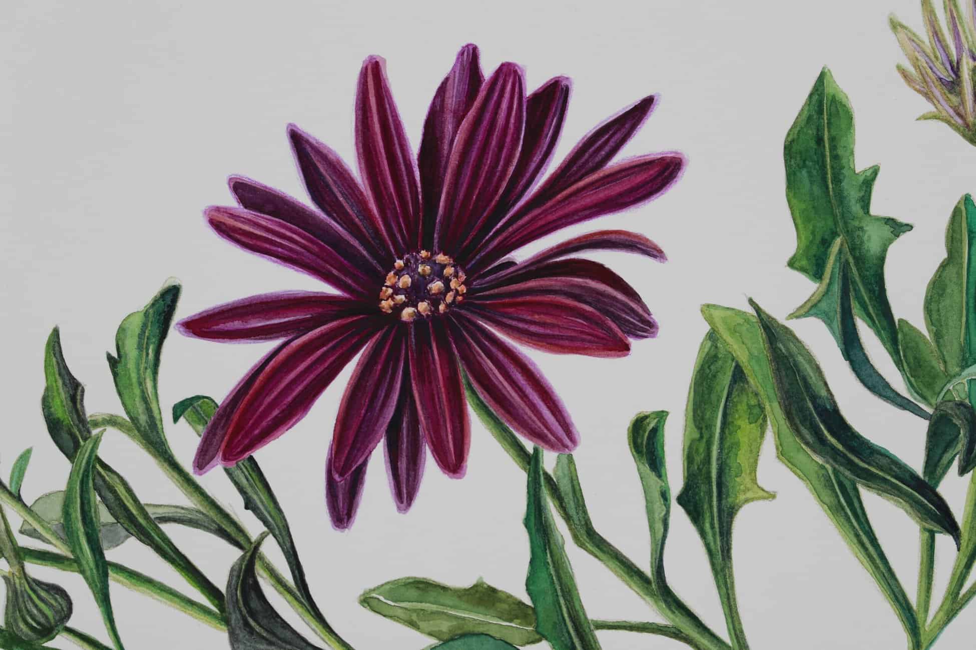 ENE Jakobu, "Sandrine Navarro II. Pericallis cruenta", de série "Etre Une Fleur" No.12
Aquarelle sur papier
50x65 cm
Dessin réalisé pendant le 1er confinement à Paris en 2023, d'après les plantes vivantes de Marché Lecourbe
Photo d'oeuvre : Flavia Raddavero, 2020_Détail