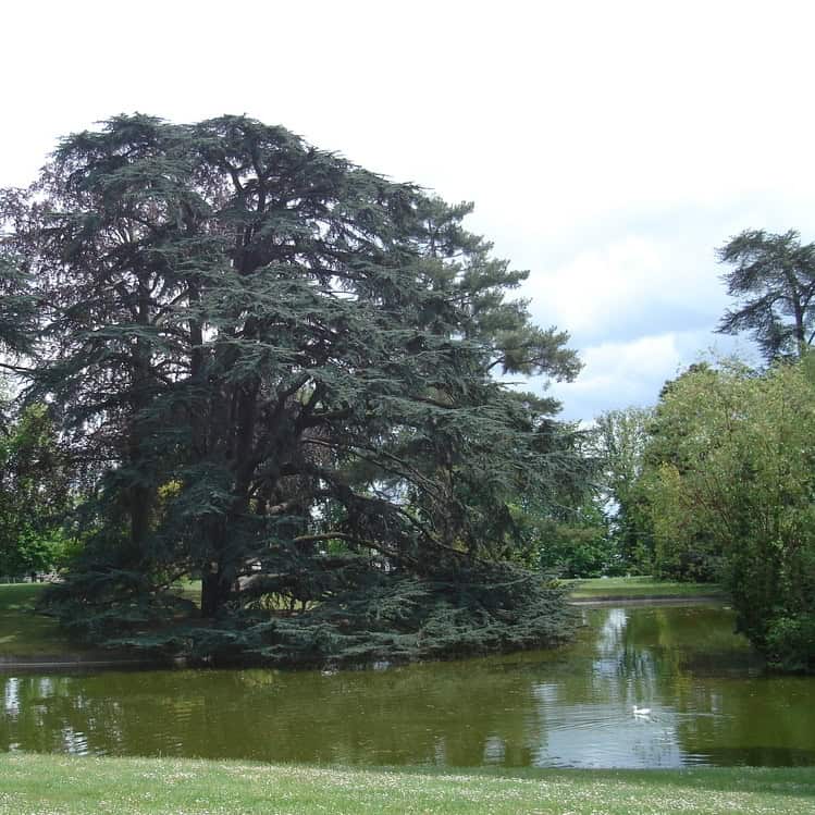 Jardins du Domaine national de Saint-Cloud © CMN
